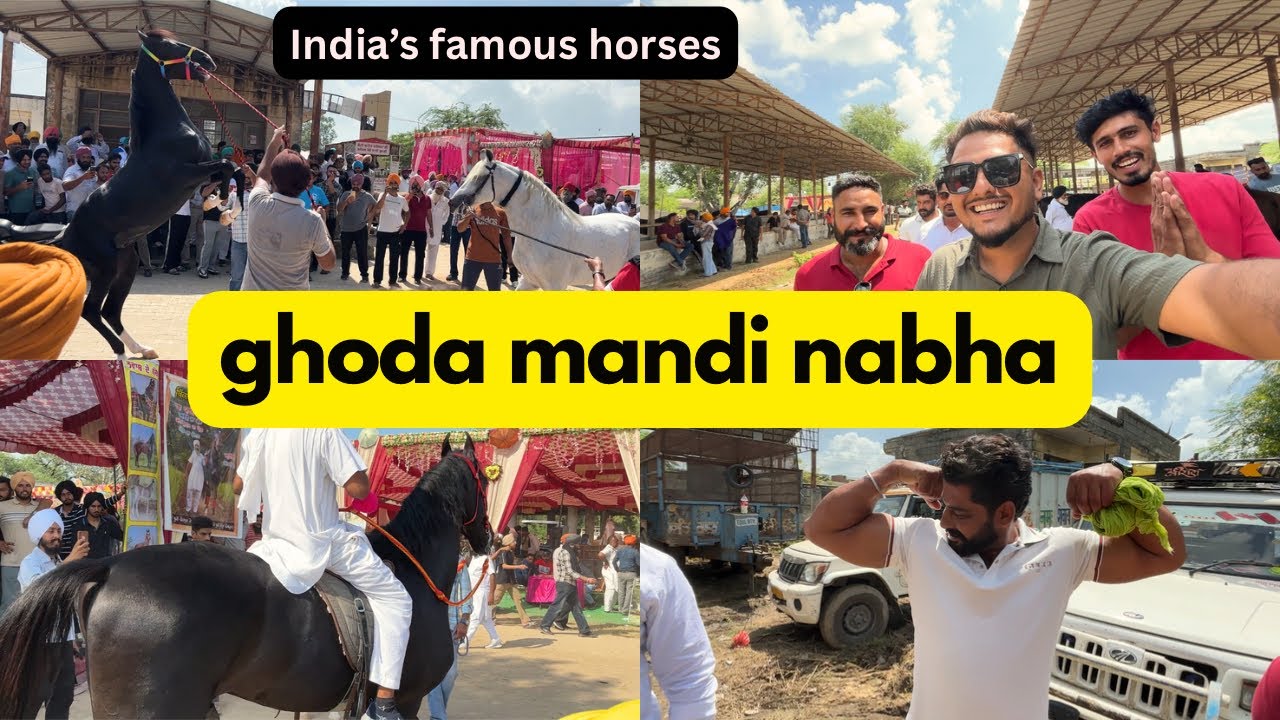 ਘੋੜਿਆਂ ਦੀ ਮੰਡੀ ਨਾਭਾ | nabha horse mandi | India's famous horses 🐎 | punjabi vlogs | narinder's life 