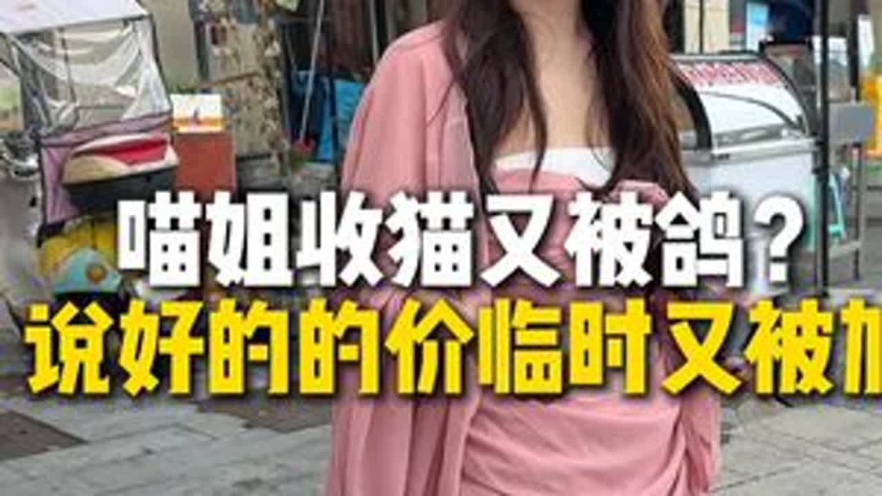 这两情侣套路太深了！#猫咪  #金渐层  #金加白 #扯淡 #喵姐