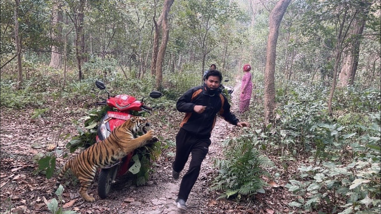 Dry Picnic In Tiger Jungle | Uttamsarina 