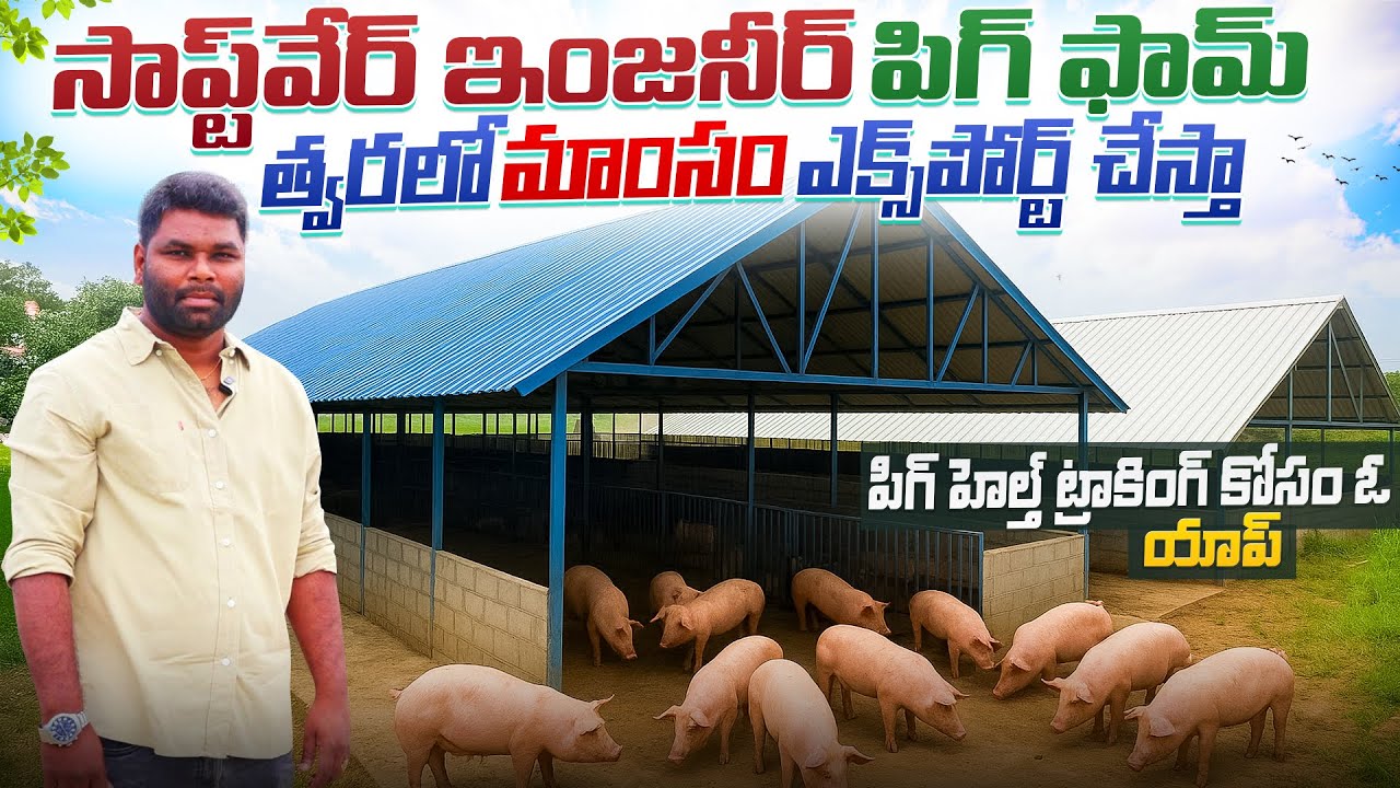 పందుల పెంప‌కం చేప‌డుతున్న సాప్ట్ వేర్ ఇంజ‌నీర్‌ | pig farming telugu