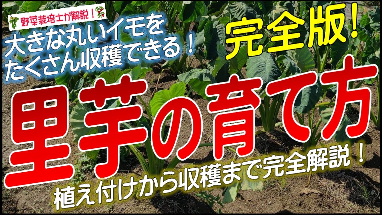 サトイモの上手な育て方（種イモの植え付けから収穫まで完全解説）里芋栽培のコツとポイントが分かる！