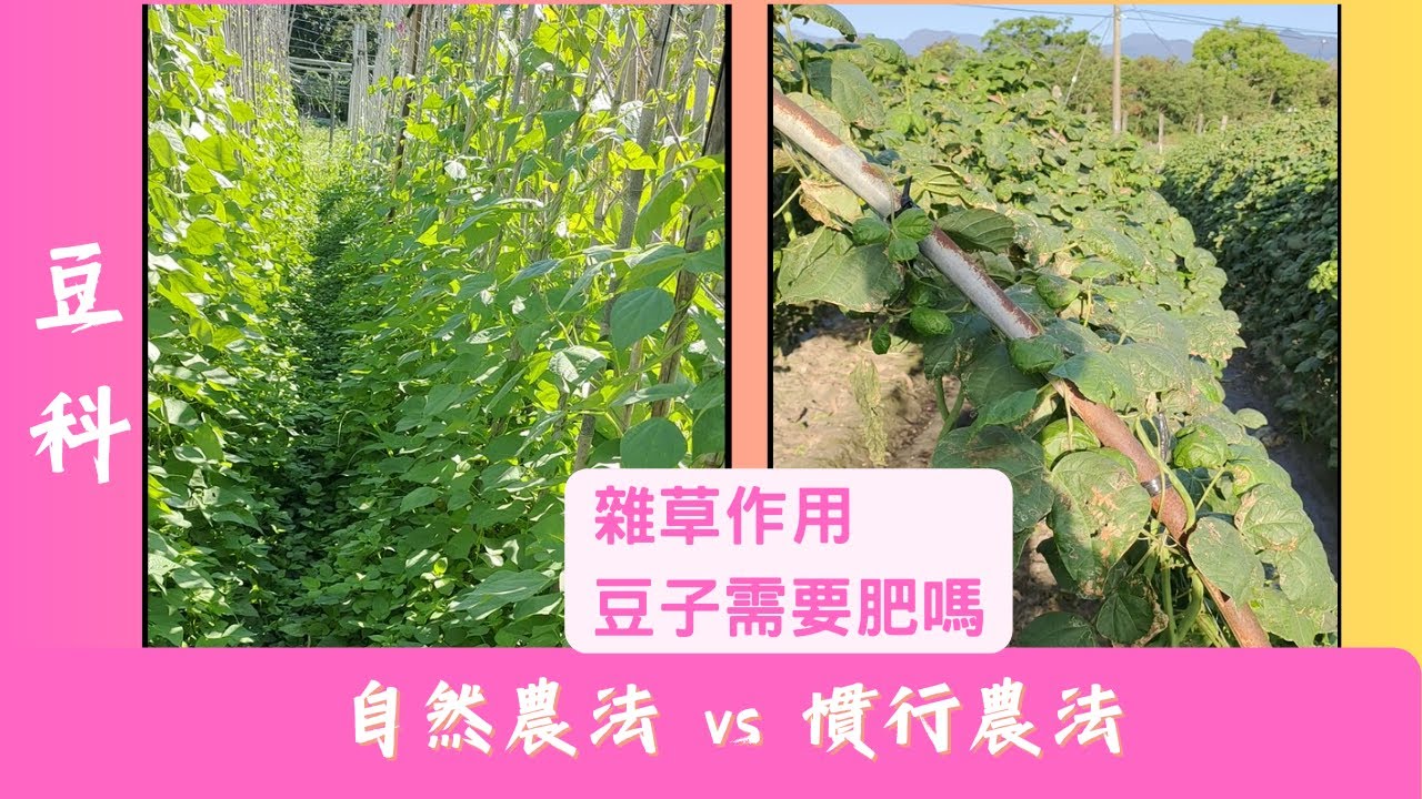 如何讀懂土壤2  豆科對比 自然農法vs慣行農法 (雜草作用?豆子需要肥嗎?)