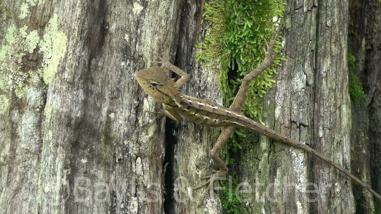 Emma Gray&rsquo;s Forest lizard, Malaysia. 20221224_154930.uhd