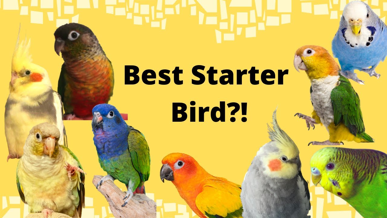 Starter and Beginner Birds: How to Decide Which Parrot is Right For You! | BirdNerdSophie