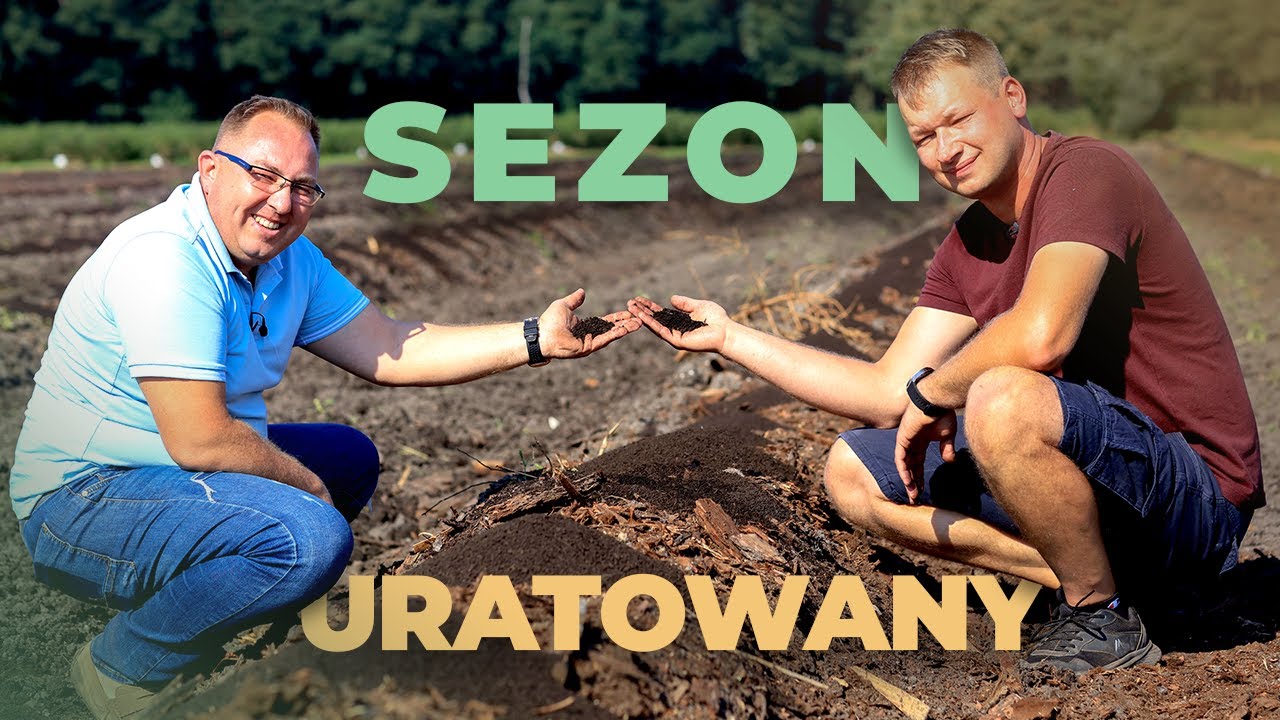 Ocena regeneracji borówek po przymrozkach. Czy udało się uratować sezon?