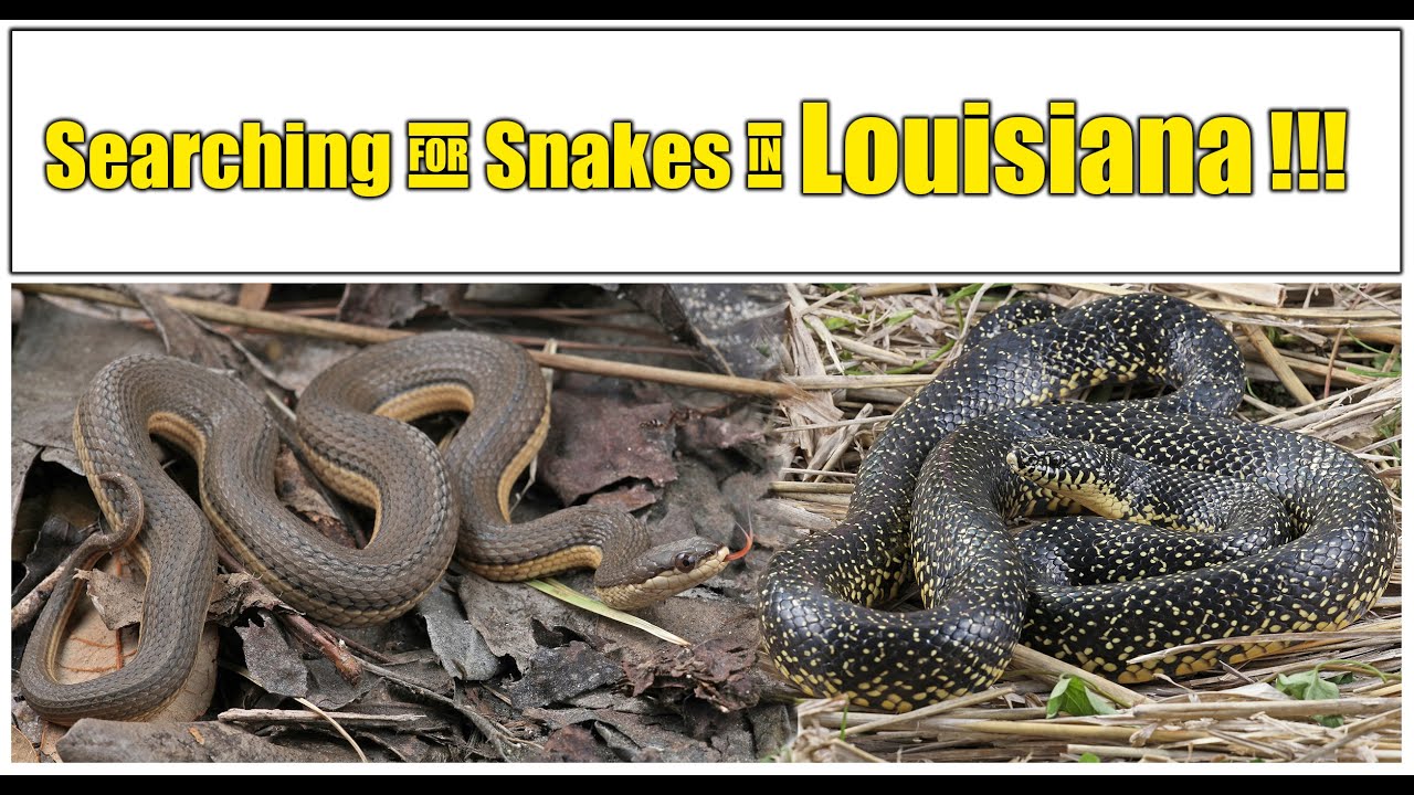 Searching for Snakes in Louisiana and a Florida border checkpoint
