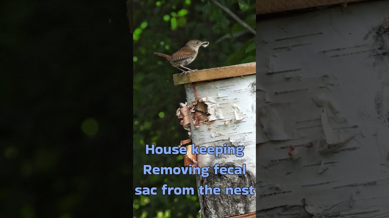 Northern house wren nest