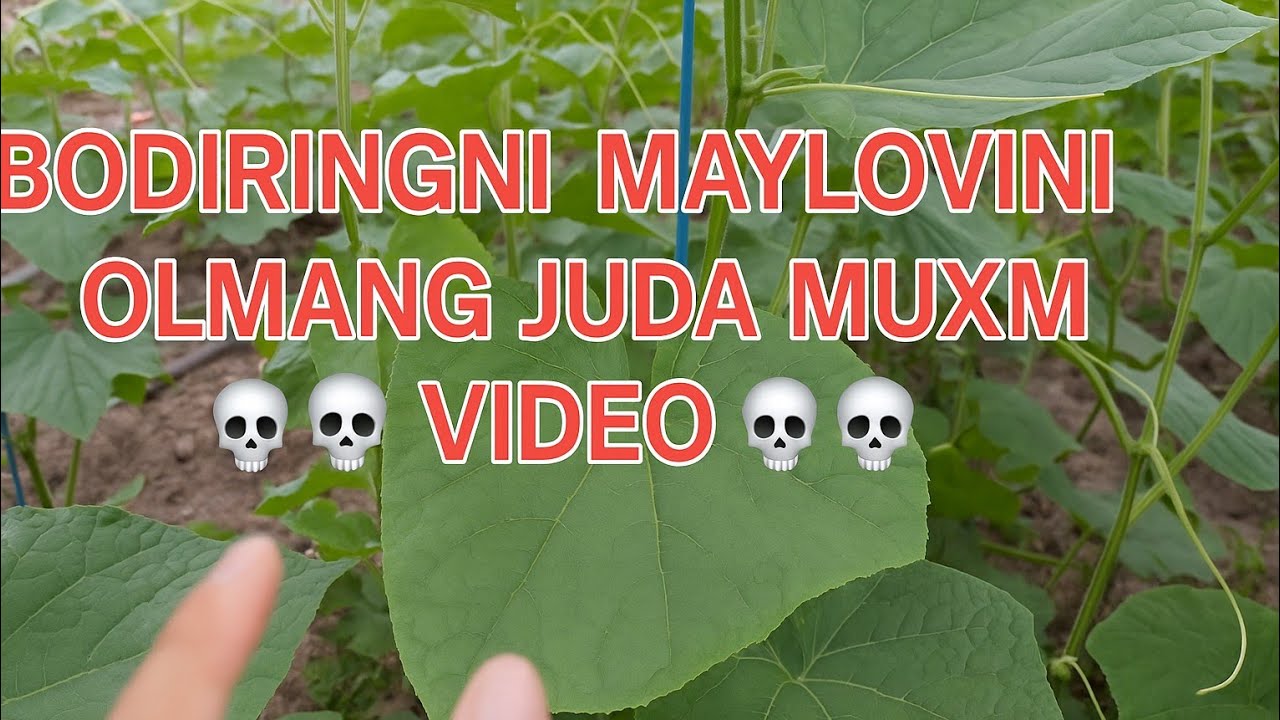 BODIRINGIMIZGA 14 IYUL KUNI ,,SULFATLI ,,OZUQALARINI BERYAPMIZ