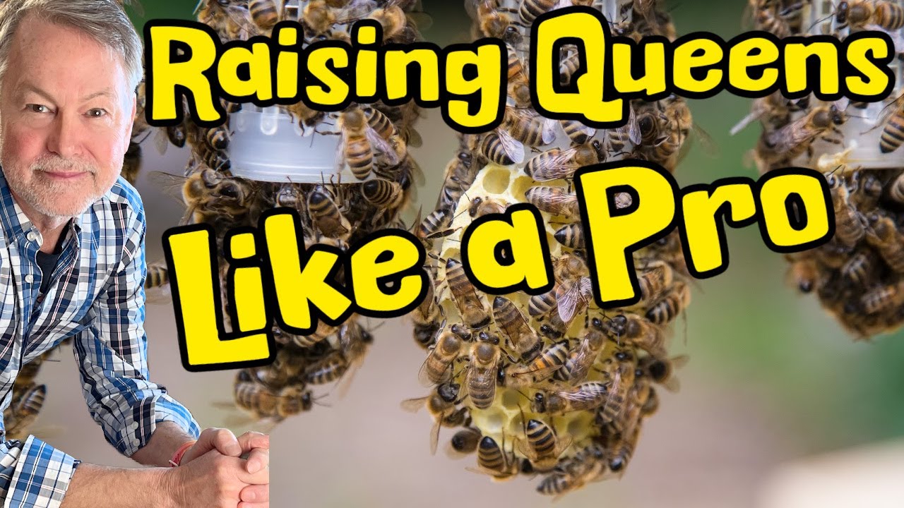 Raising Queens Just Got So Easy