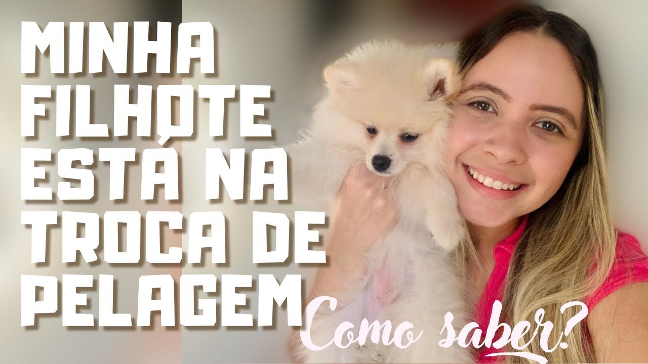 TROCA DE PELO DO LULU DA POMERANEA | SPITZ ALEMÃO