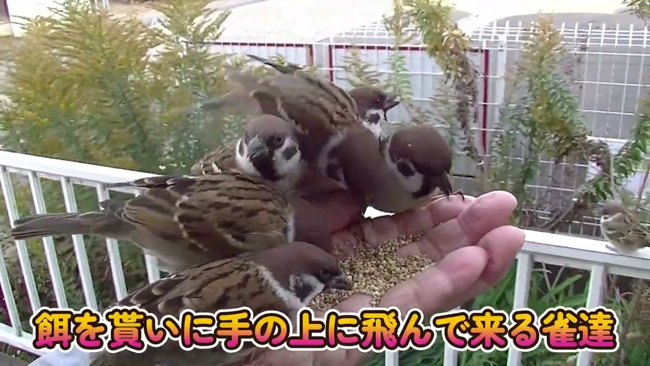 餌を貰いに手の上に飛んで来る雀達＆片足ちゃん 20260120 1（行き道）