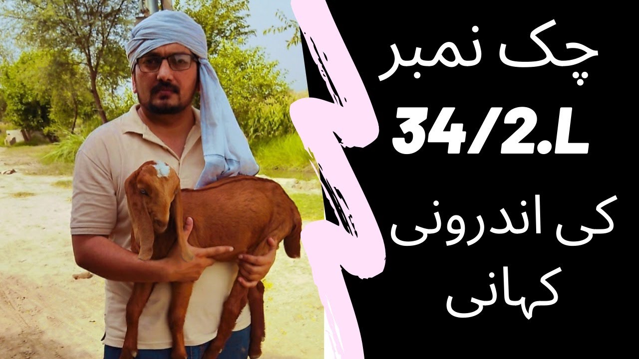 Chak No. 34/2L | Okara | village life | Desi Punjab | Pakistan