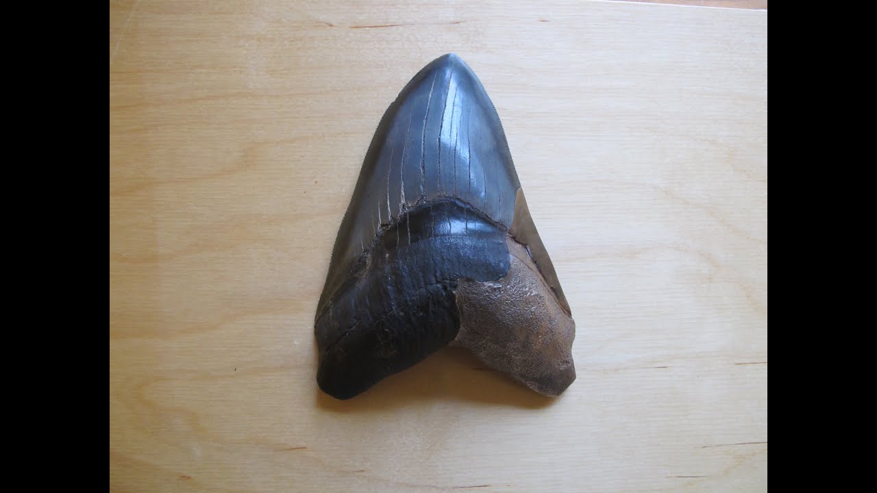 Megalodon shark tooth restoration using resin cast bronze. Part 1. meg
