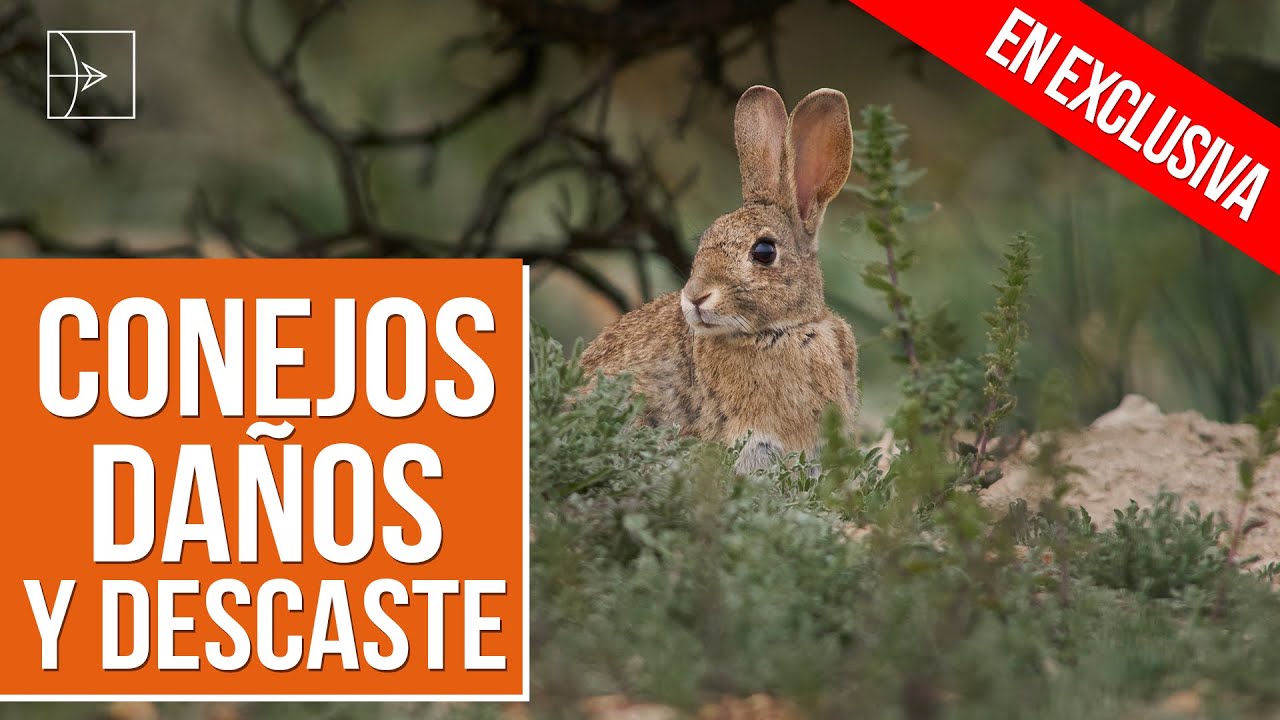 Conejos, da&ntilde;os y descaste | Iberalia GO!
