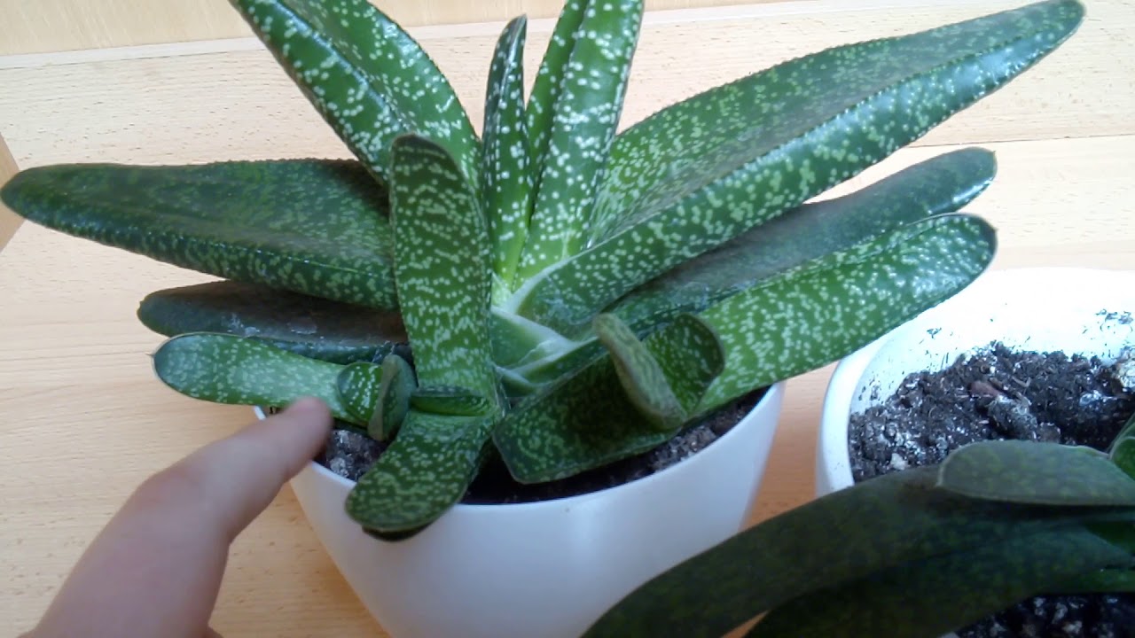 (Odc15) ROŚLINY DONICZKOWE : Gasteria 🌱
