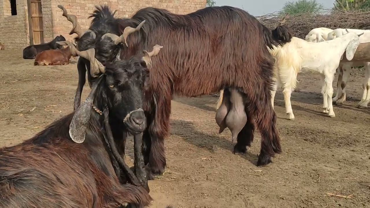 Kaiser goat farm/ddp goat breed/ ddp goat farm