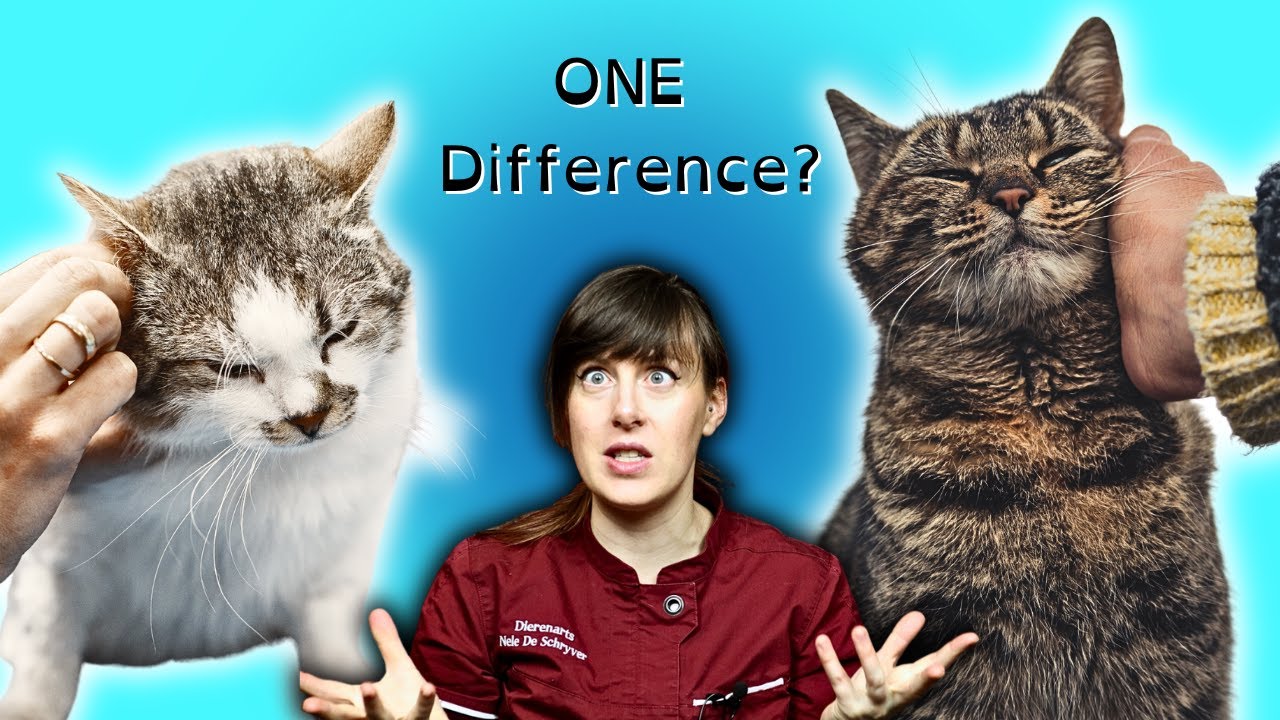 Social vs Non-Social Cats: What's the Big Difference? | Vet Advice