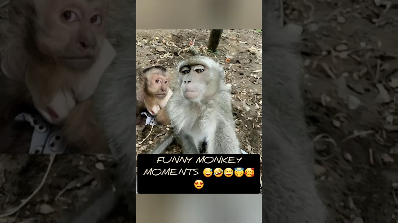 Funny Monkey Moments 😅🤣😂😇 #funnymonkeymoments #funnymonkeyvideos #funnymonkeyshorts #funnymonkey