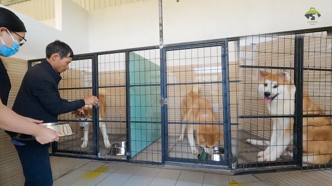 Kennel Tour 3 - Tham Quan Trại Liên Kết Nhân Giống Akita Inu Của Laputa Farm