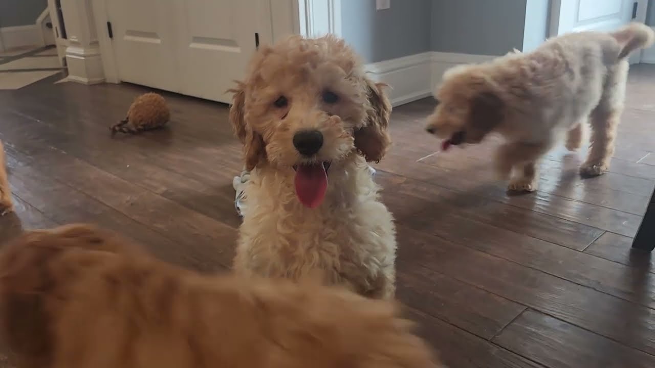 F1B Mini Goldendoodles litter C