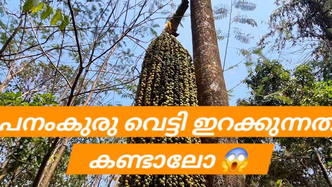 പനം കുരു പനയുടെ മുകളിൽ നിന്ന് വെട്ടിയിറക്കുന്നത് ഇത്രയ്ക്ക് റിസ്ക് ആണല്ലേ 😱😱ഇത് ചൊറിയുമോ 😱😱