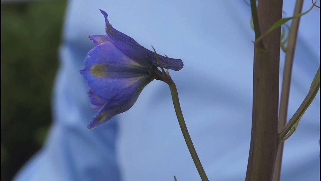 Ridderspoor snoeien in de zomer: Hoe doe je dat? | Tuinmanieren