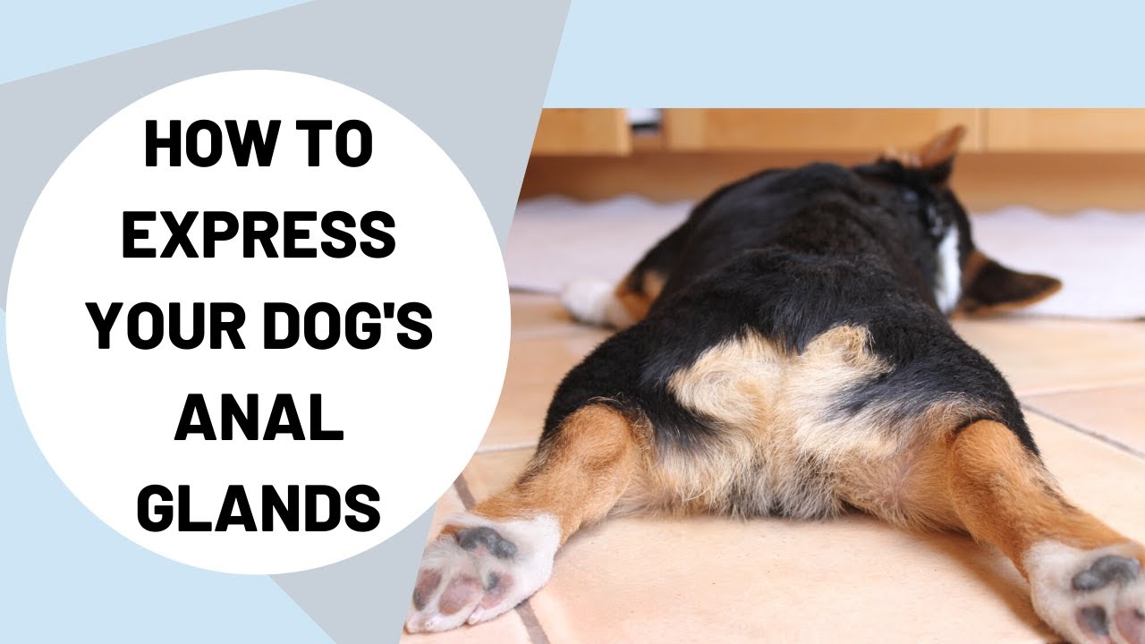 WHY DOES MY DOG DRAG ITS BUM ON THE GROUND