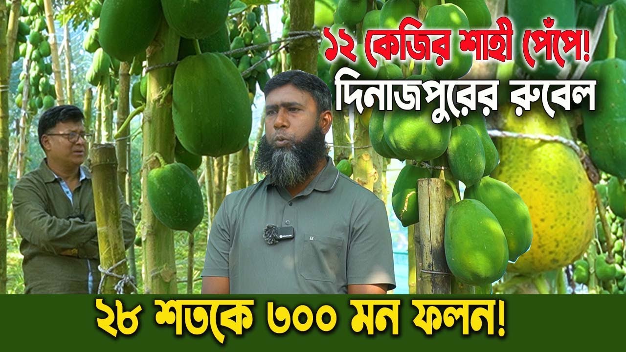 দিনাজপুরে রুবেলের শাহী পেঁপে চাষ! ২৮ শতকে ৩শত মন ফলন | একটি পেঁপে ১২ কেজি! অবিশ্বাস্য সাফল্য