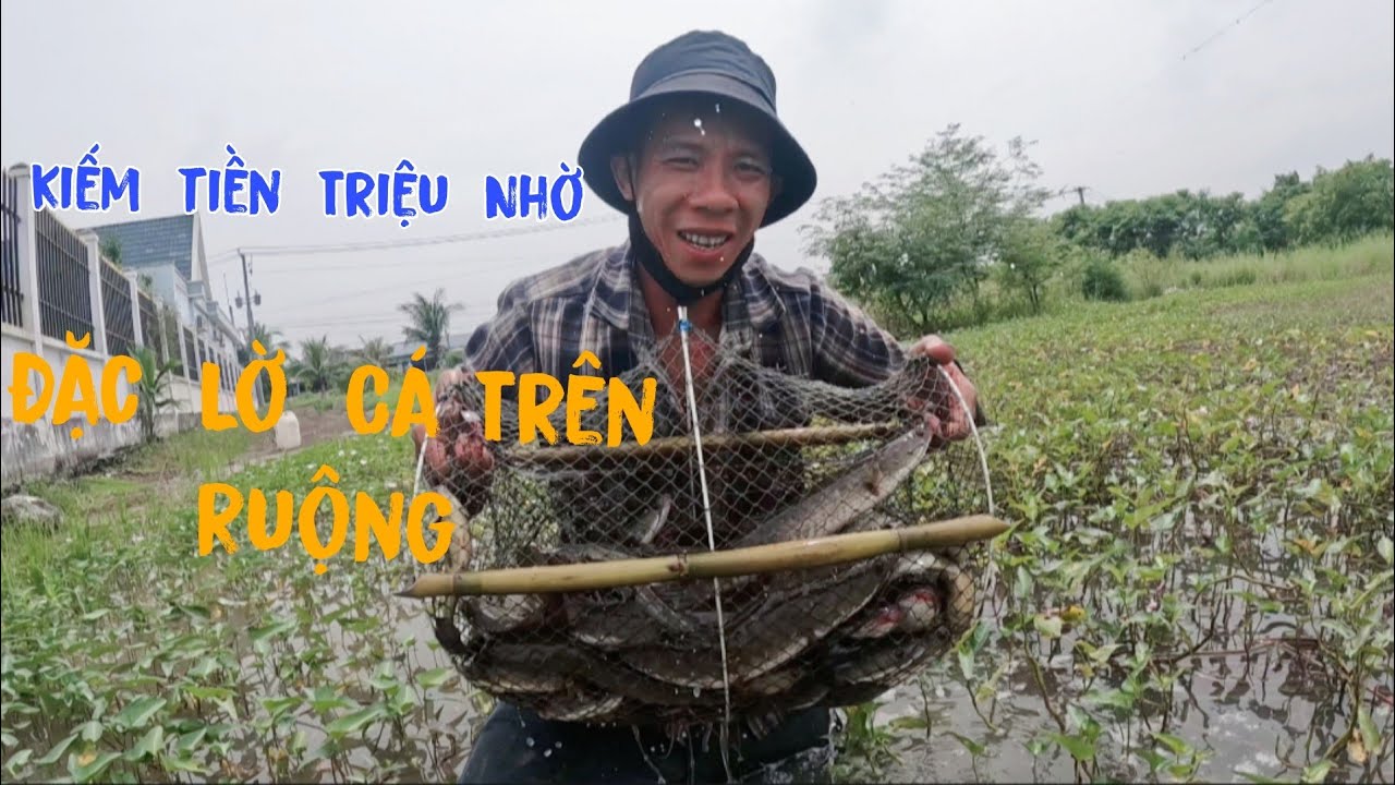 Kiếm  Tiền  Triệu  Một Ngày Nhờ  Đặc  L Cá  Trên  Ruộng  Mùa  Nước