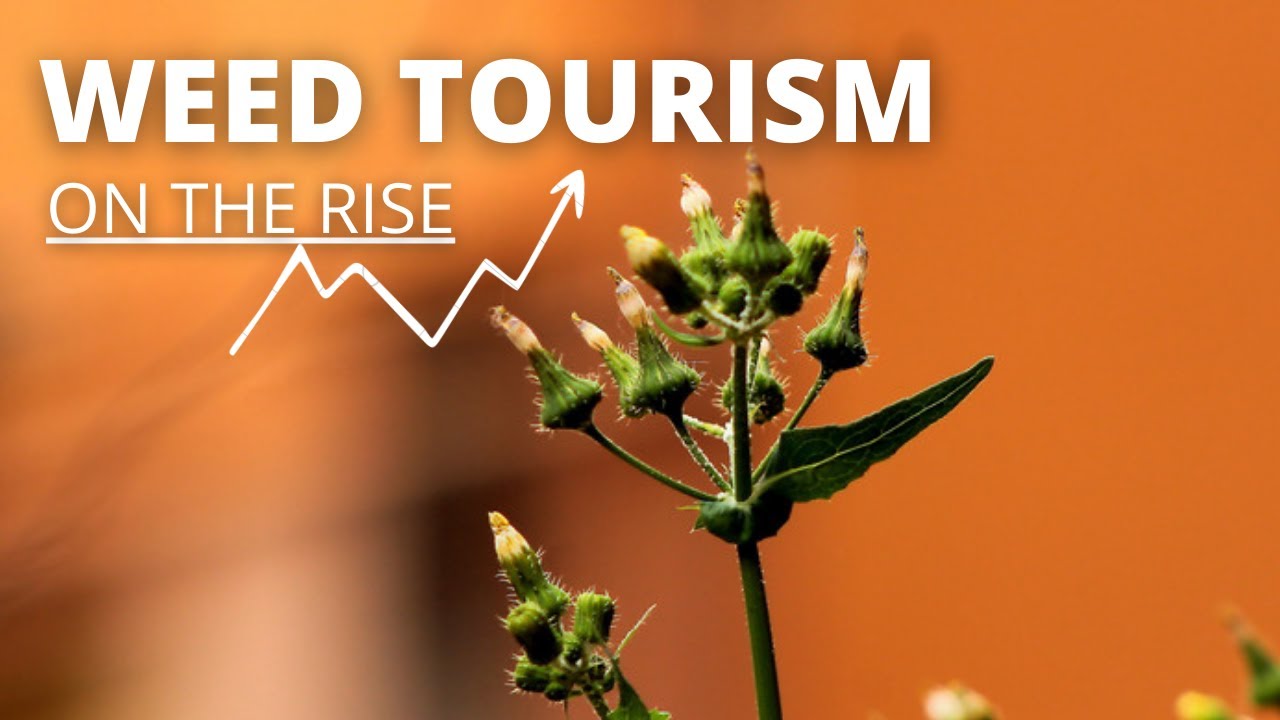 Bigger Than Wine: Weed Tourism&rsquo;s High Chance Of Success