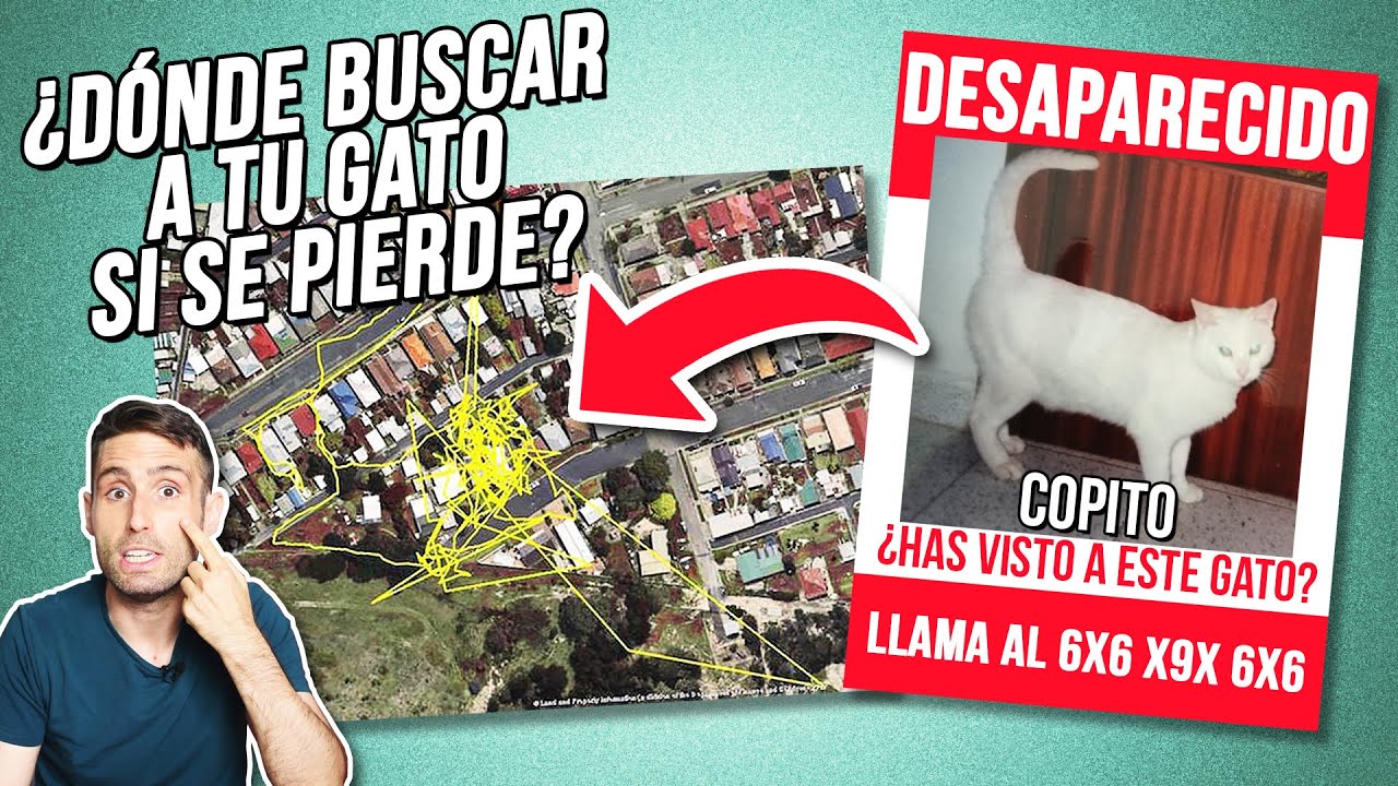 ¿Qué hacer si tu GATO SE ESCAPA de casa o se PIERDE? 🌳🐈🏠 | ¿Dónde buscarlo?