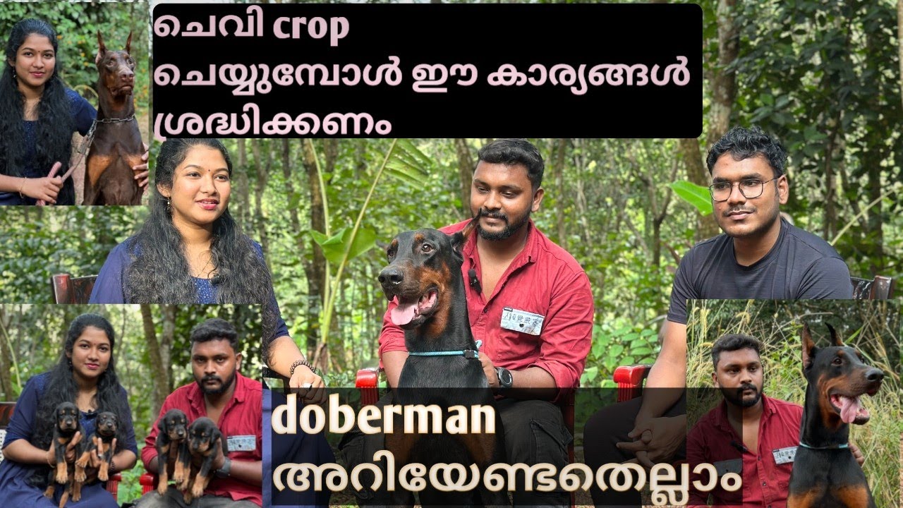 നല്ല കാവൽ നായകൾ | EUROPEAN DOBERMAN IN KERALA | doberman kerala | doberman dog malayalam