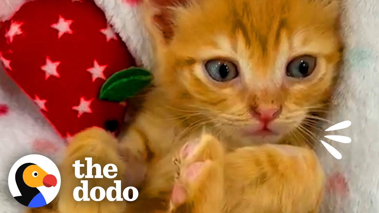 Kitten Cries So Someone Will Rescue Him | The Dodo