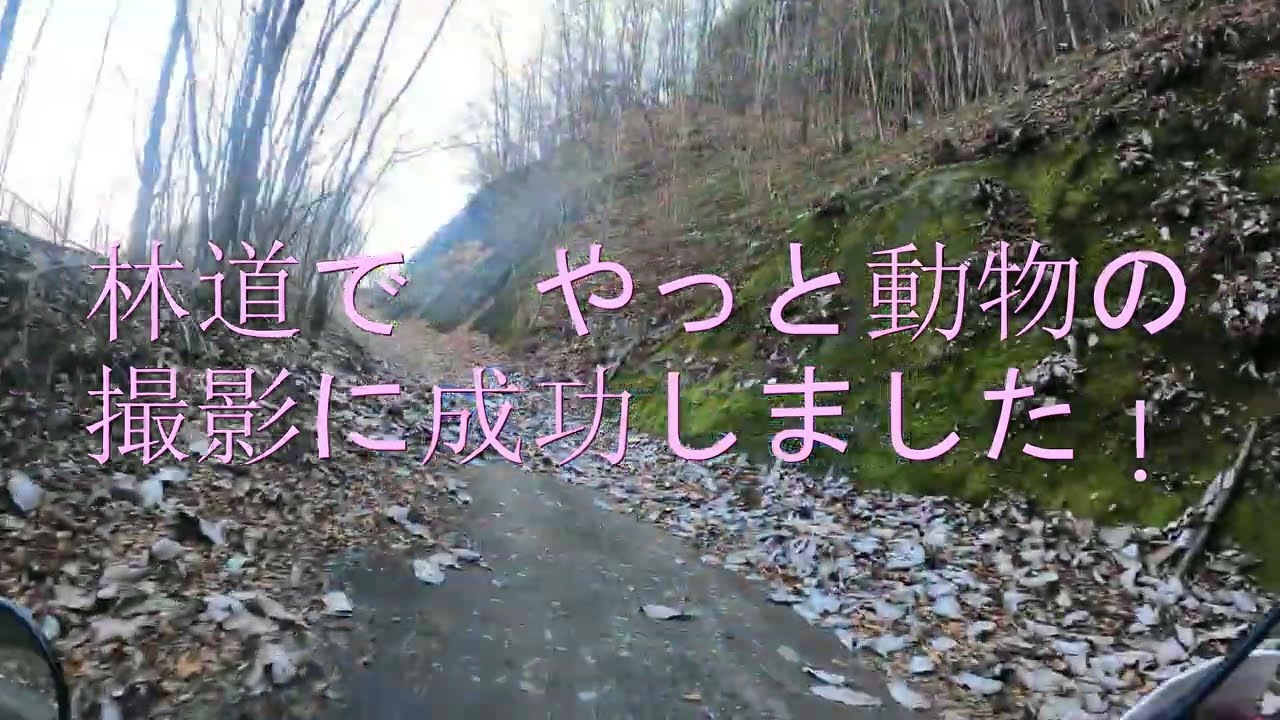 林道走行中の 野生動物の撮影に やっと成功しました  本年も　拙い動画を　どうぞ宜しくお願い致します　ｍ（＿＿）ｍ　　生暖かい目で　見守ってやって下さい