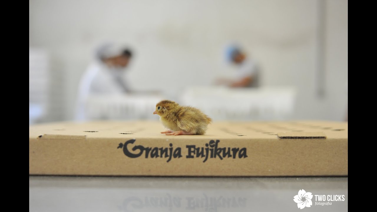 Granja Fujikura - Coturnicultura de Qualidade