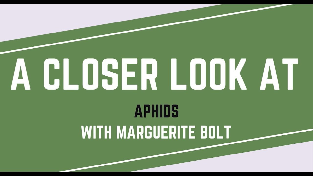 Budding Solutions A Closer Look at Aphids, Episode 5