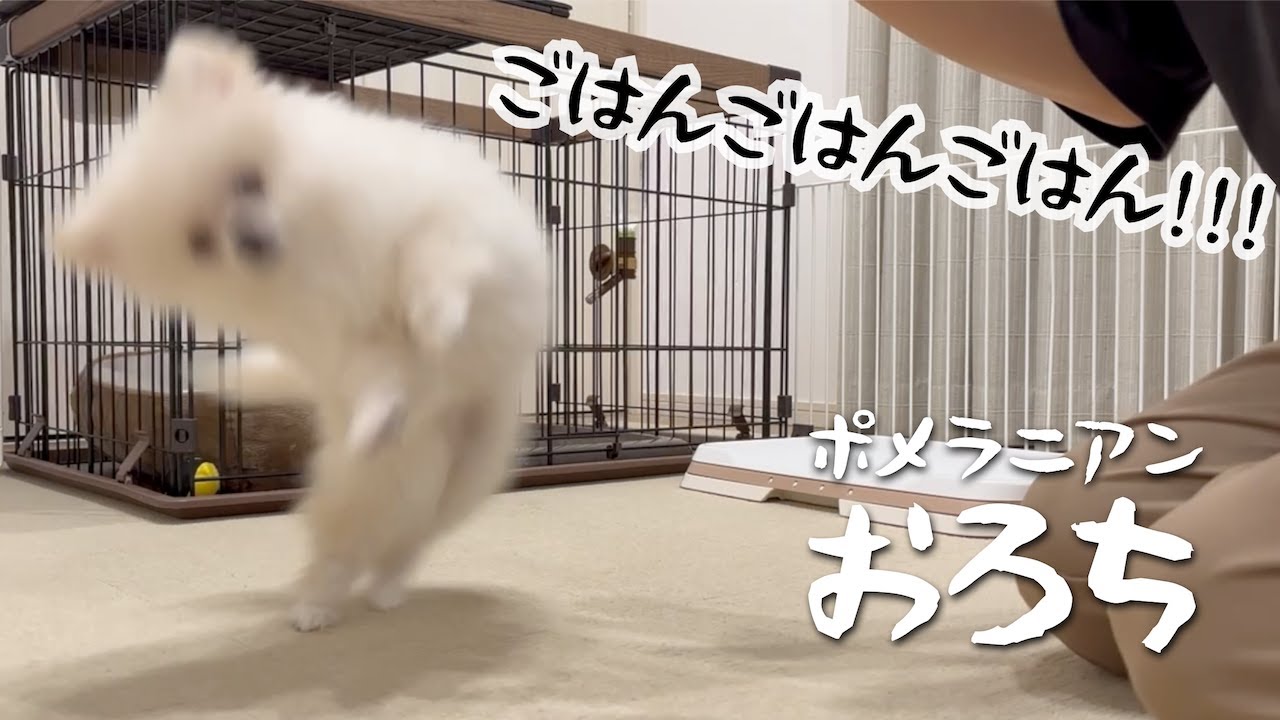 ごはんが待ち切れなくて飛び回るポメラニアン