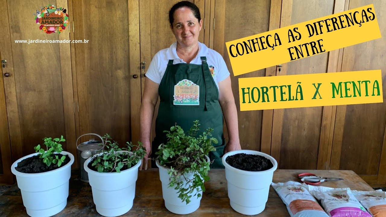 Como plantar hortelã em vaso - diferença entre hortelã e menta