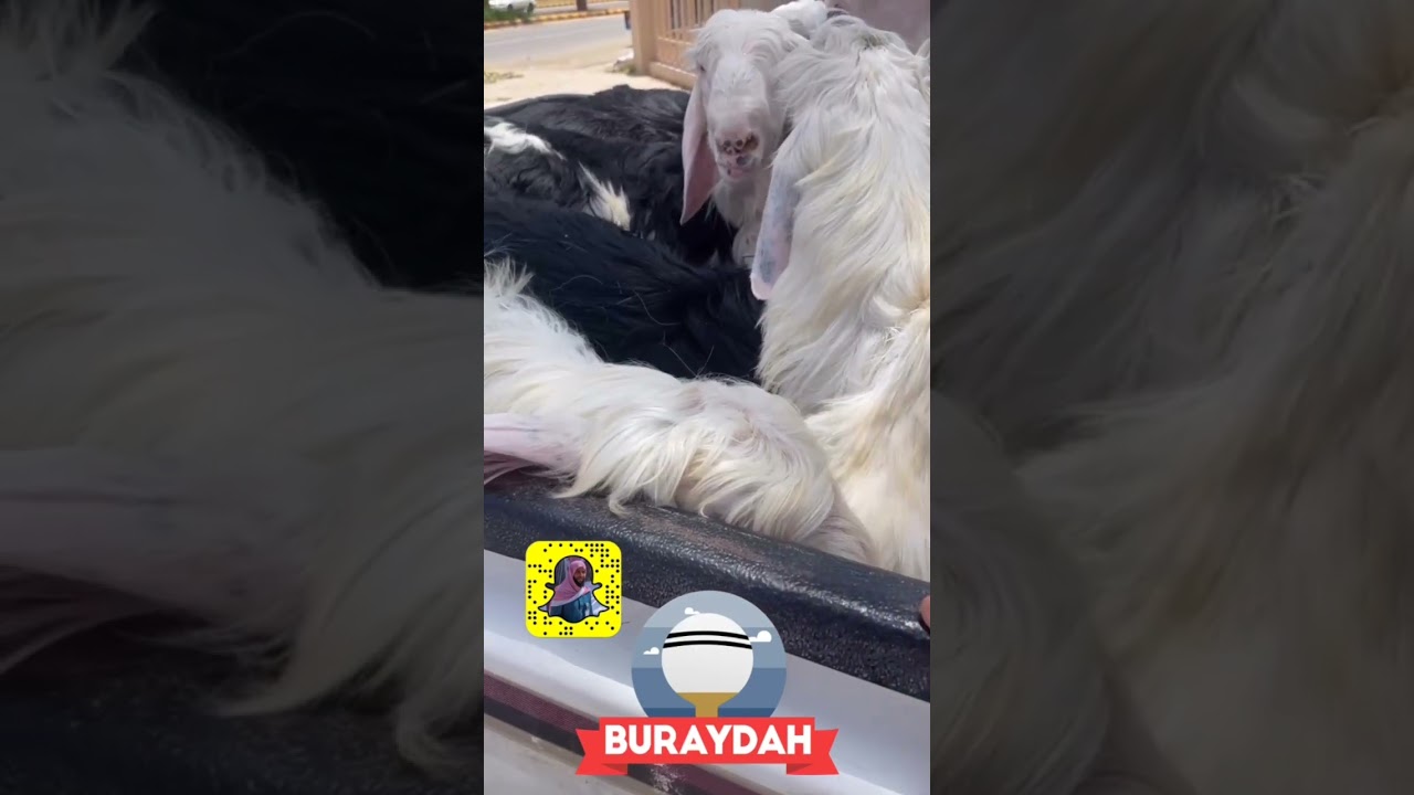 مزادات مدينة الانعام ببريدة ( نجد يوم الجمعة١٤٤٤/١١/١٣ ) يوم السبت (أبل ، أغنام ١٤٤٤/١١/١٤هـ