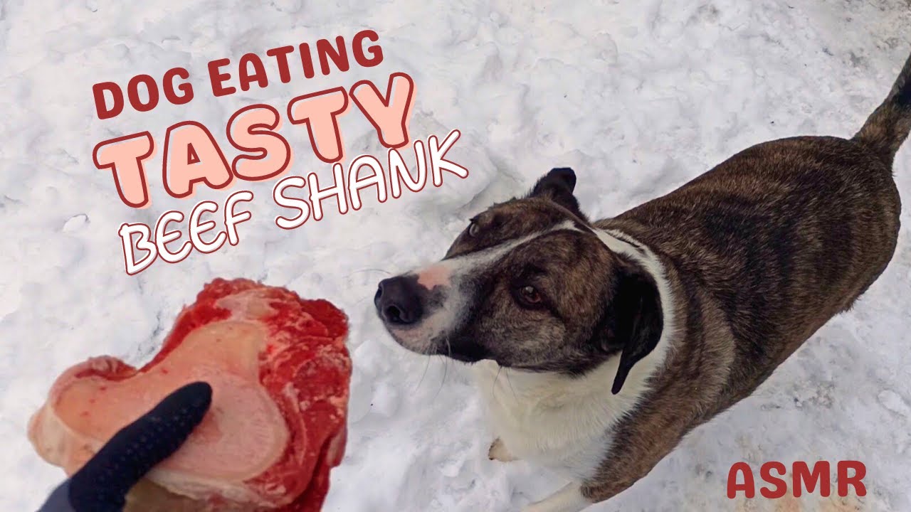 Dog eats BIG VEAL SHANK chunk | Most satisfying dog eating ASMR