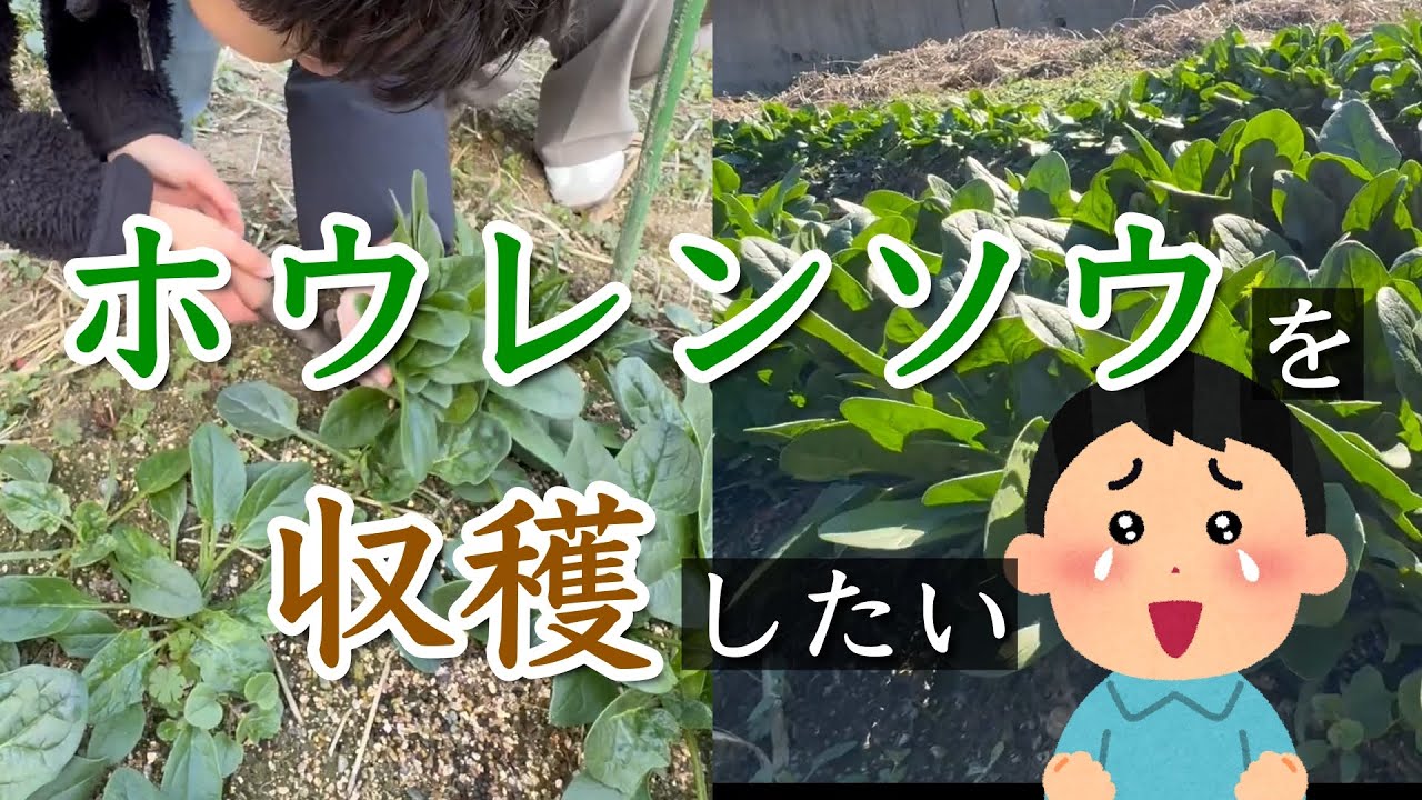 【野菜作り】初心者でも簡単！ホウレンソウ初収穫