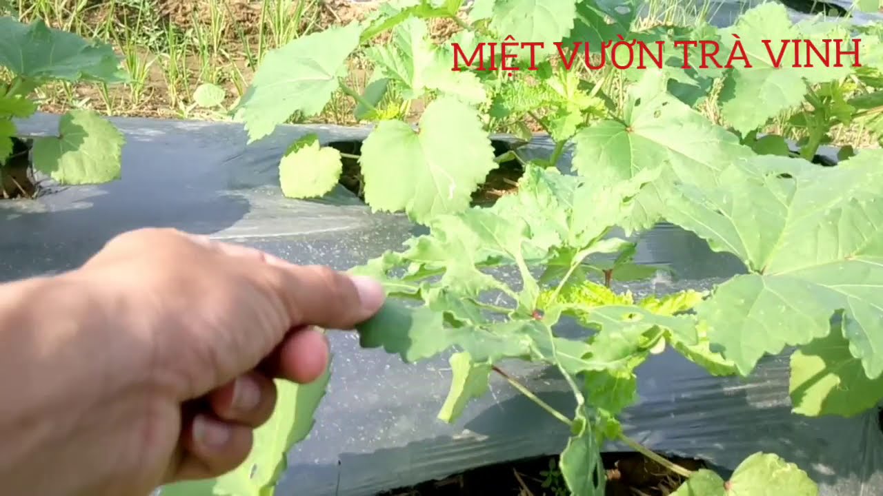 Quy trình trồng cây Đậu Bắp : P - Chăm sóc cây non 15 ngày tuổi [Quan trọng]