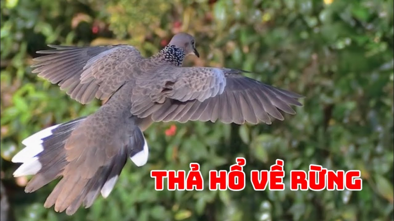 Bẩy Chim Cu Gáy Sóc Trăng ( Thành ) Thả Hổ Về Rừng Để Giữ Gióng Nòi / 02-12-2025