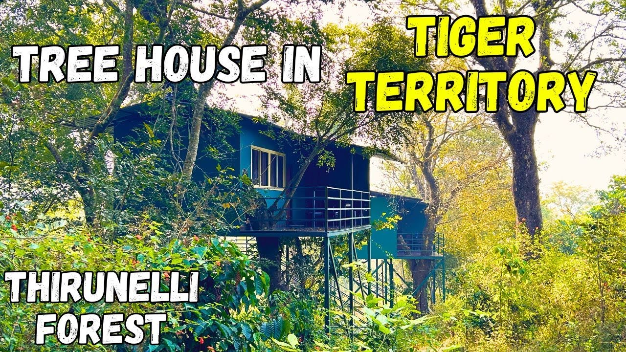 Staying Inside Tiger Territory in Thirunelli Wildlife Sanctuary | Forest Tree House @ExplorerNaba