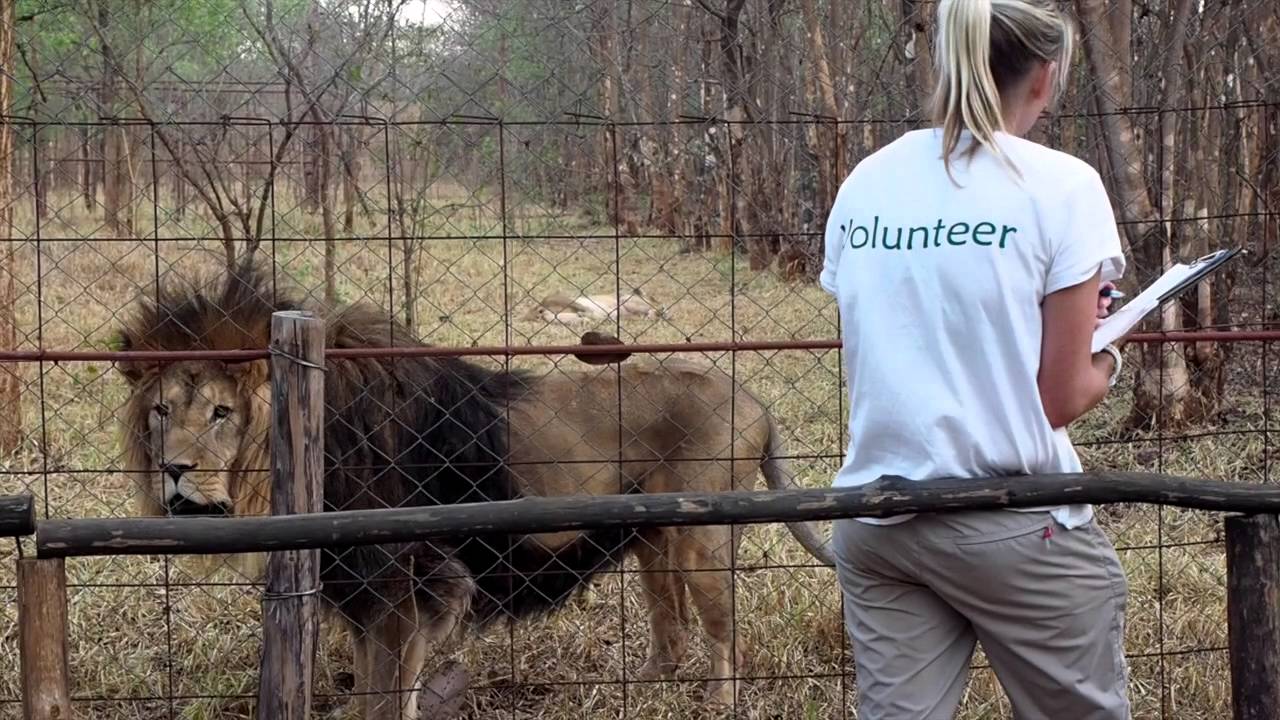 Volunteer at Lilongwe Wildlife Centre