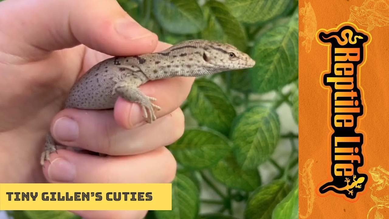 Super Cute Gillen’s Monitors | Reptile Life Hoppers Crossing