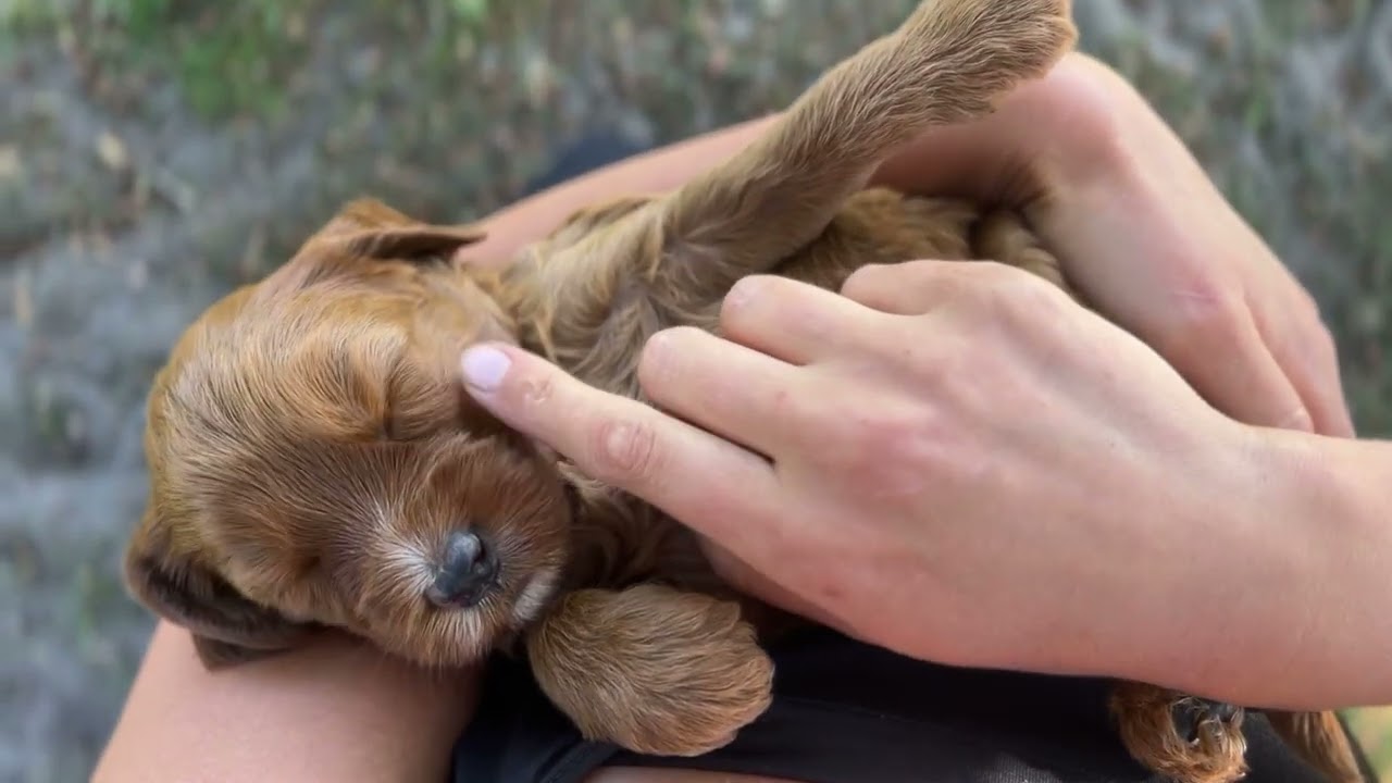 Adorable labradoodle puppies! 🥰❤️🥰