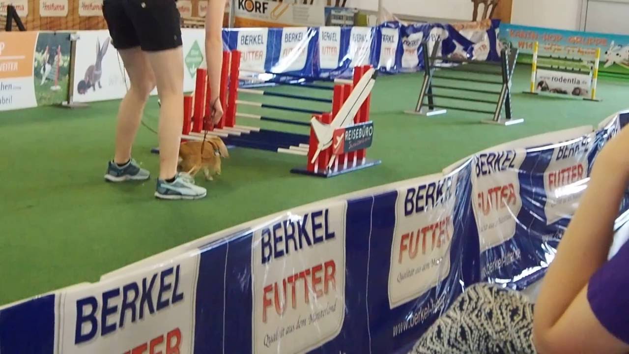 Rabbit Jumping