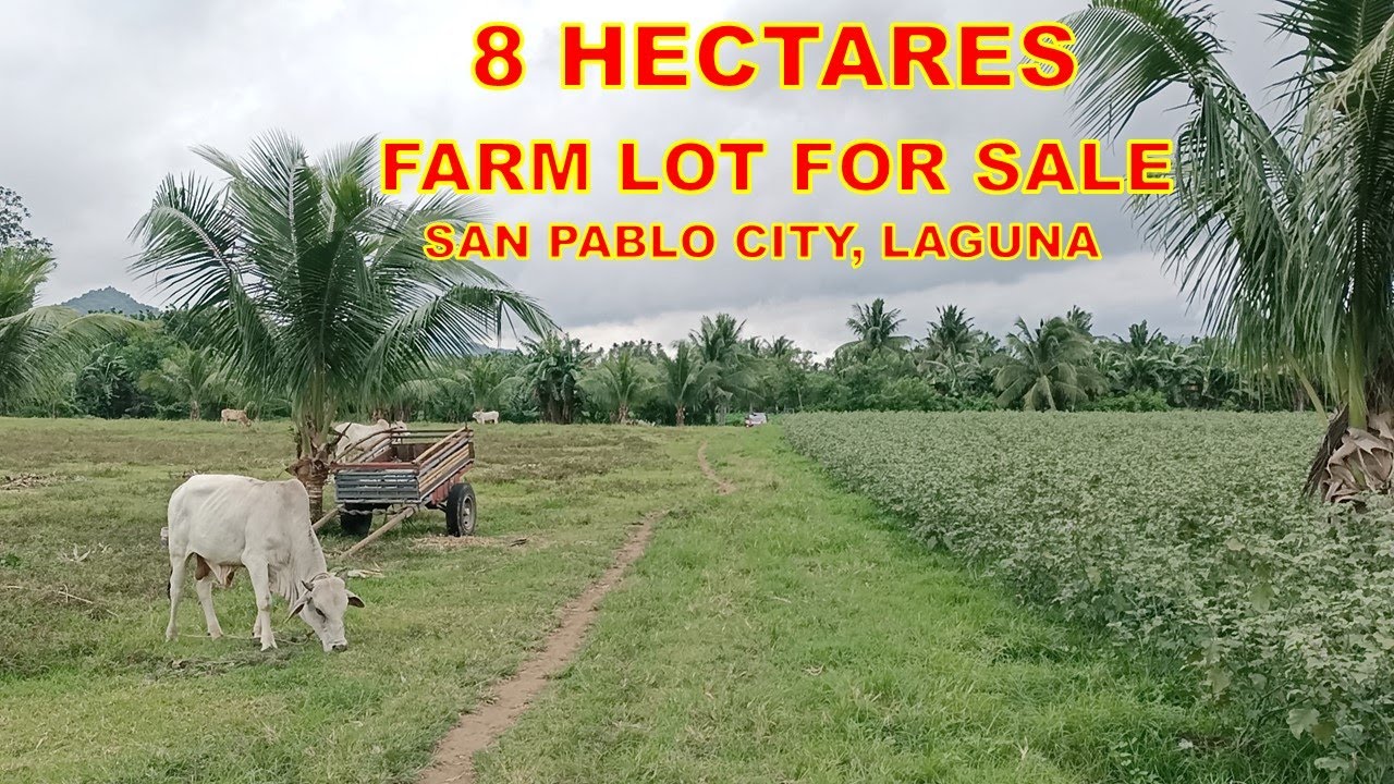 FARM LOT FOR SALE (Prop#146) 8 HECTARES , P750 per SQM. SAN PABLO CITY, LAGUNA