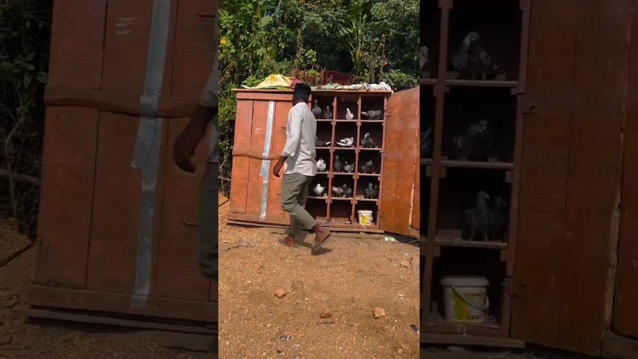 KGF High Flying Pigeon Udaan Kabutar Setup #shorts#pets#kabutar#piegeon#whitepigeon#birds#trending